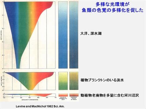 魚顏色|第3回 魚の色覚はすごい！ 